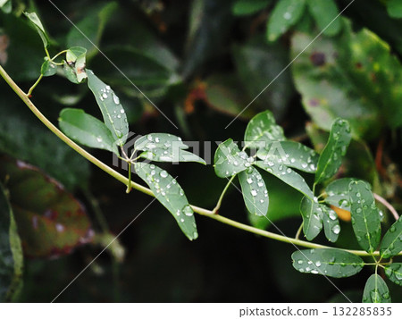 Akebia leaves after the rain (a tree at the edge of the railroad tracks with water droplets on it) 132285835