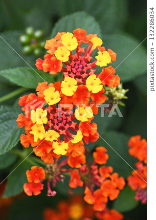 Lantana Lantana 132286034