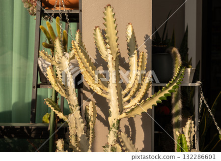 Close up of Euphorbia lactea 'White Ghost' planting as houseplants. 'White Ghost' is an almost totally white form which lacks the chlorophyll-bearing tissues necessary to produce green stems. Close up of Euphorbia lactea 'White Ghost' planting as houseplants. 'White Ghost' is an almost totally white form which lacks the chlorophyll-bearing tissues necessary to produce green stems. 132286601