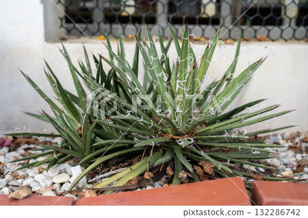 An Agave x leopoldii plant growing as houseplants. 132286742