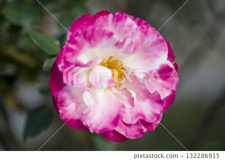 Pink and white roses are blooming in the rose garden. The name of this rose is Destiny. Pink and white roses are blooming in the rose garden. The name of this rose is Destiny. 132286915