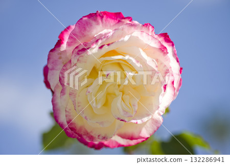 Pink and white roses are in bloom in the rose garden. The name of this rose is Double Delight. 132286941