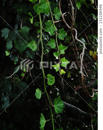 Ivy leaves hanging from a large Zelkova tree 132286946