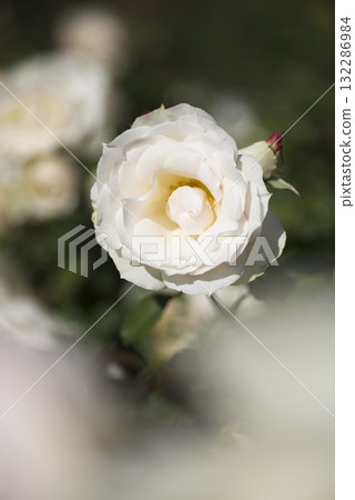 White roses are blooming in the rose garden. White roses are blooming in the rose garden. 132286984