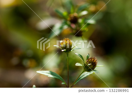 Flowers of Amerikandanso (America Sendangusa) on the Shinano River Yasuragi-tsutsumi Flowers of Amerikandanso (America Sendangusa) on the Shinano River Yasuragi-tsutsumi 132286991