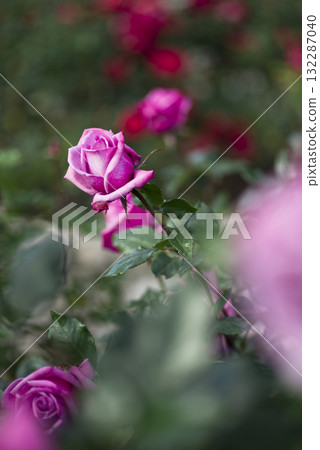 Pink roses are blooming in the rose garden. The name of this rose is Shocking Blue. Pink roses are blooming in the rose garden. The name of this rose is Shocking Blue. 132287040