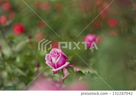 Pink roses are blooming in the rose garden. The name of this rose is Shocking Blue. Pink roses are blooming in the rose garden. The name of this rose is Shocking Blue. 132287042