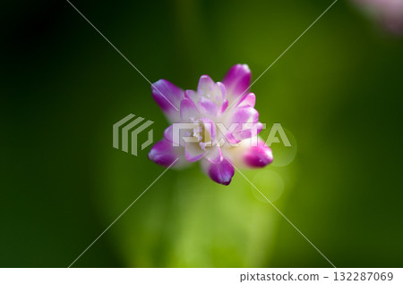 Mizo soba on the Shinano river and Yasuragi embankment Mizo soba on the Shinano river and Yasuragi embankment 132287069