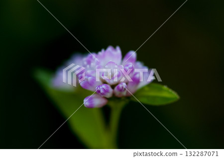 Mizo soba on the Shinano river and Yasuragi embankment Mizo soba on the Shinano river and Yasuragi embankment 132287071