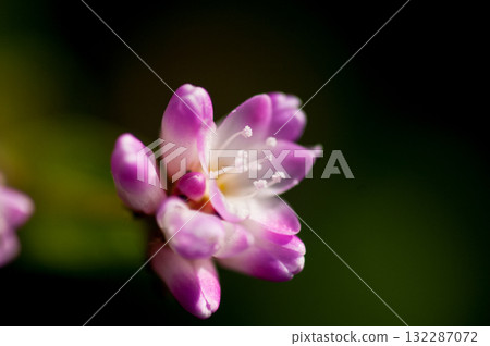 Mizo soba on the Shinano river and Yasuragi embankment 132287072
