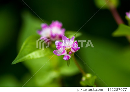 Mizo soba on the Shinano river and Yasuragi embankment Mizo soba on the Shinano river and Yasuragi embankment 132287077