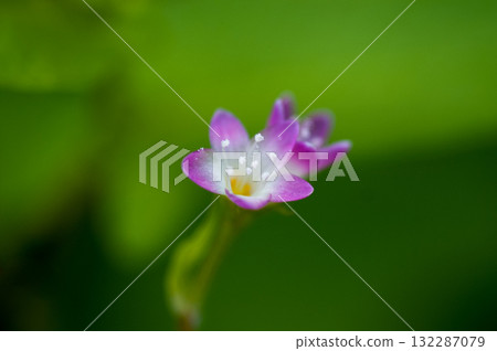 Mizo soba on the Shinano river and Yasuragi embankment Mizo soba on the Shinano river and Yasuragi embankment 132287079