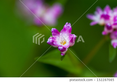 Mizo soba on the Shinano river and Yasuragi embankment Mizo soba on the Shinano river and Yasuragi embankment 132287085