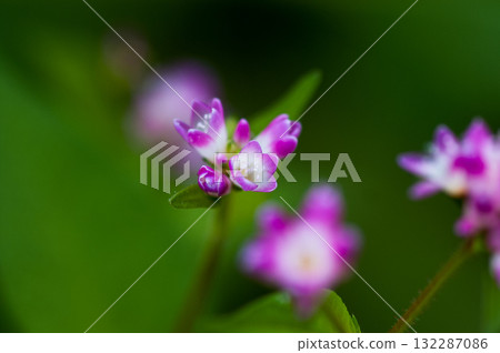Mizo soba on the Shinano river and Yasuragi embankment Mizo soba on the Shinano river and Yasuragi embankment 132287086