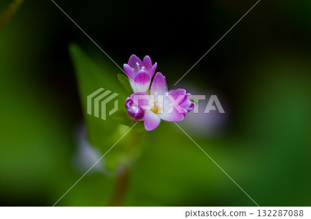 Mizo soba on the Shinano river and Yasuragi embankment 132287088