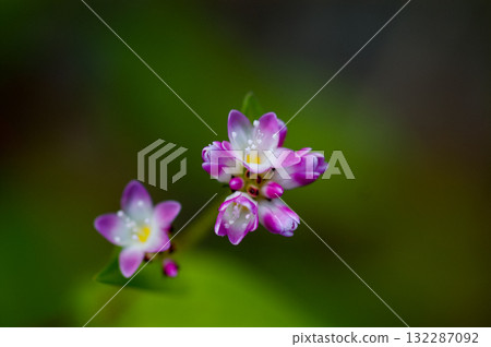 Mizo soba on the Shinano river and Yasuragi embankment Mizo soba on the Shinano river and Yasuragi embankment 132287092