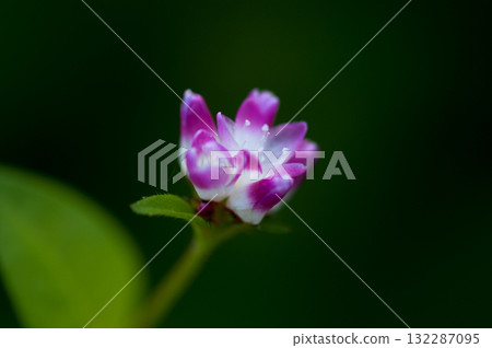 Mizo soba on the Shinano river and Yasuragi embankment Mizo soba on the Shinano river and Yasuragi embankment 132287095