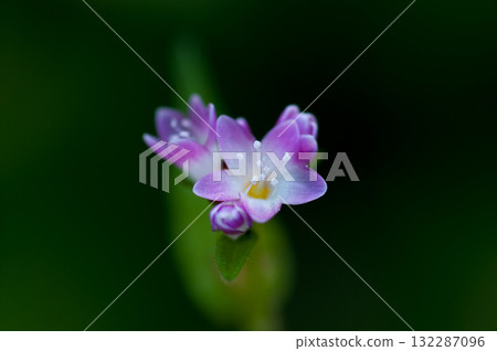 Mizo soba on the Shinano river and Yasuragi embankment Mizo soba on the Shinano river and Yasuragi embankment 132287096