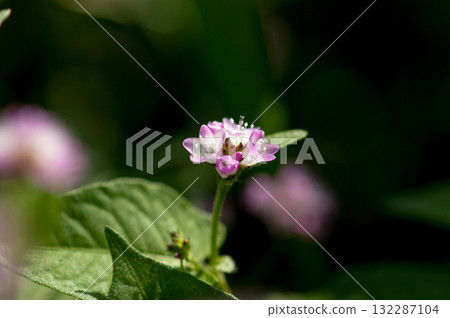 Mizo soba on the Shinano river and Yasuragi embankment 132287104