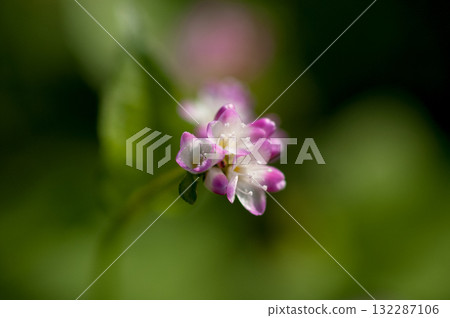Mizo soba on the Shinano river and Yasuragi embankment Mizo soba on the Shinano river and Yasuragi embankment 132287106