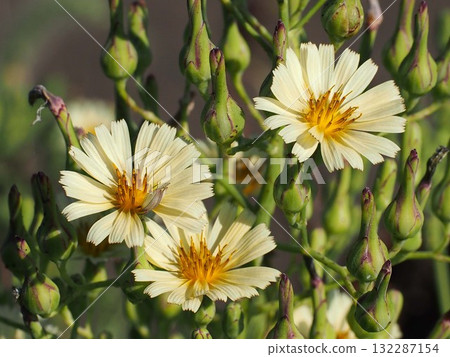 沐浴在陽光下的三輪秋芥菜(灌溉渠邊的秋季野芥菜花和花蕾) 沐浴在陽光下的三輪秋芥菜(灌溉渠邊的秋季野芥菜花和花蕾) 132287154