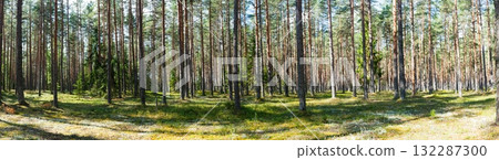Panoramic Forest Vista Serene Woodland Landscape with Tall Trees and Lush Greenery Panoramic Forest Vista Serene Woodland Landscape with Tall Trees and Lush Greenery 132287300