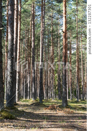 Sunlit Scandinavian Forest Tall Pine Trees in a Serene Woodland Environment, Nature Scene Sunlit Scandinavian Forest Tall Pine Trees in a Serene Woodland Environment, Nature Scene 132287301