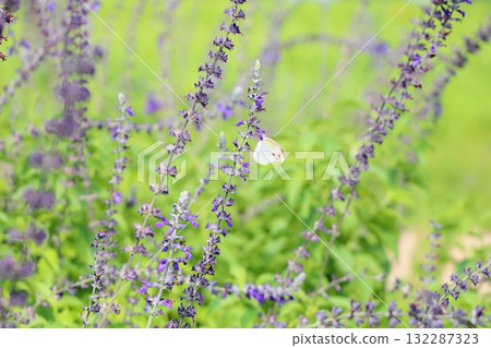 Refreshing Salvia Flowers Indigo Spires 132287323