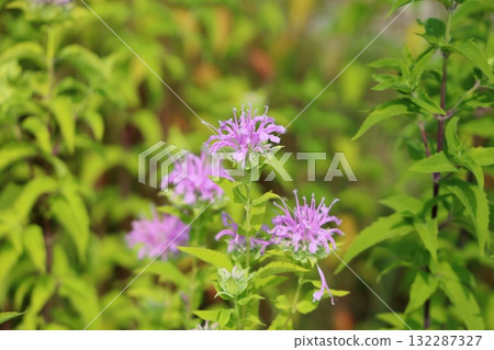Cute wild bergamot flowers Cute wild bergamot flowers 132287327