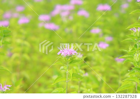 Cute wild bergamot flowers Cute wild bergamot flowers 132287328