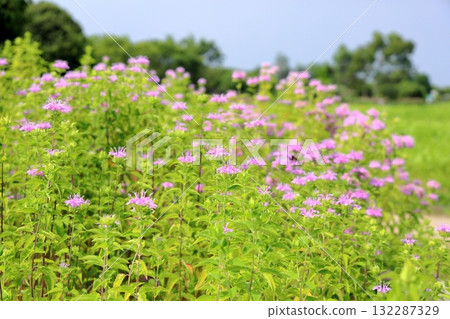 Cute wild bergamot flowers 132287329