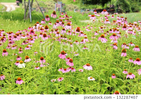 Cute Echinacea flower 132287407