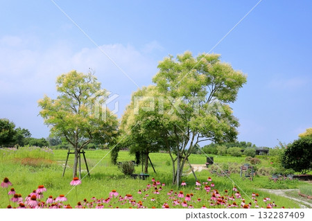 Refreshing Fraxinus sieboldii flowers 132287409