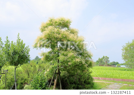 新鮮條紋灰花 新鮮條紋灰花 132287411