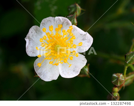 一朵野玫瑰花和花蕾在陰涼處綻放（濕潤的野玫瑰花心特寫） 132287498