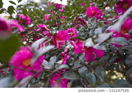 粉紅色的山茶花盛開。學名是Camellia sasanqua。 粉紅色的山茶花盛開。學名是Camellia sasanqua。 132287588