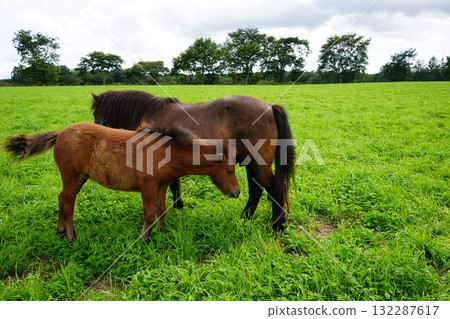 Baby pony drinking milk 132287617