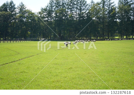 Sheep's March 132287618