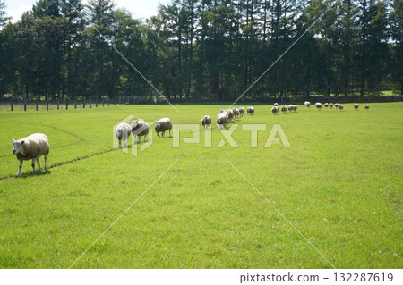 Sheep's March 132287619