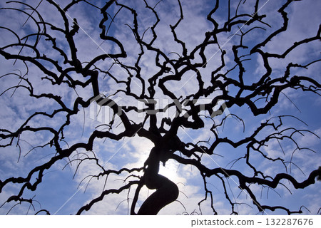 無葉垂枝樹的枝條優美地伸展開來。 無葉垂枝樹的枝條優美地伸展開來。 132287676
