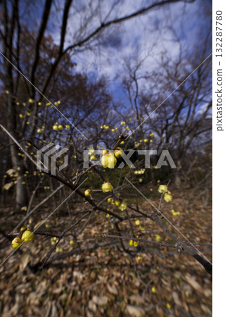 日本五香粉的黃色花朵盛開。 132287780