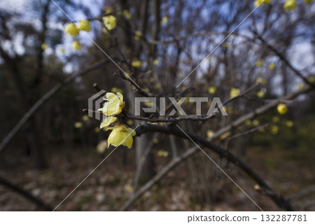 The yellow flowers of Japanese allspice are in bloom. The yellow flowers of Japanese allspice are in bloom. 132287781