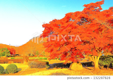 Refreshing blue skies and vibrant autumn leaves at Nanatsumori Lakeside Park Refreshing blue skies and vibrant autumn leaves at Nanatsumori Lakeside Park 132287828