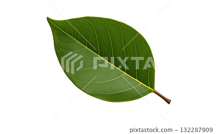 葉子(綠色) 葉子(綠色) 132287909