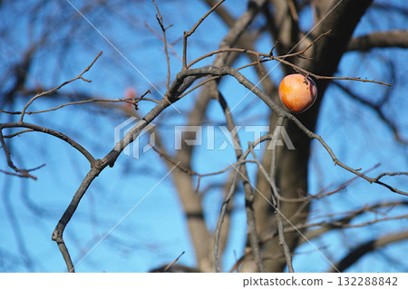 A single persimmon left in the winter sky - A memory of a quiet season - 132288842