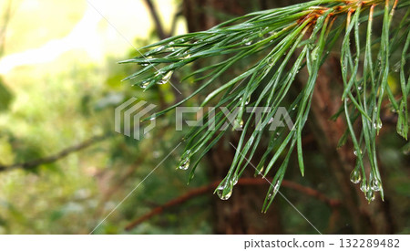 Close up of wet pine needles with raindrops dripping. Close up of wet pine needles with raindrops dripping. 132289482