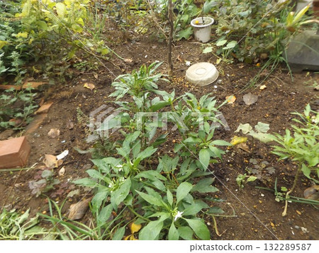 果實朝上的辣椒是鷹爪。 132289587