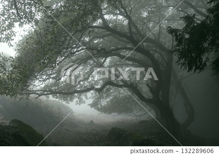 Forest wrapped in fog Forest wrapped in fog 132289606