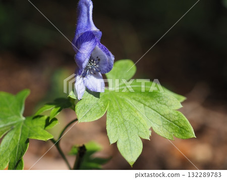 Aconite flowers in the shade (20251015101426) Aconite flowers in the shade (20251015101426) 132289783
