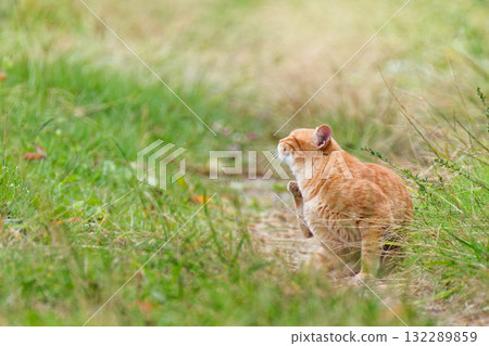 流浪貓在鄉間小路上休息 132289859